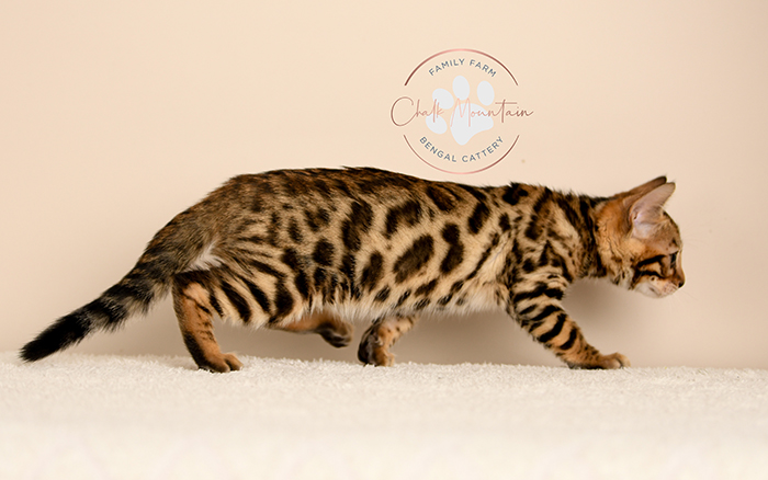 Bengal kitten for sale